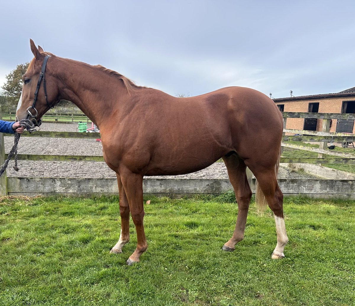 Mayflower Racing tweet media