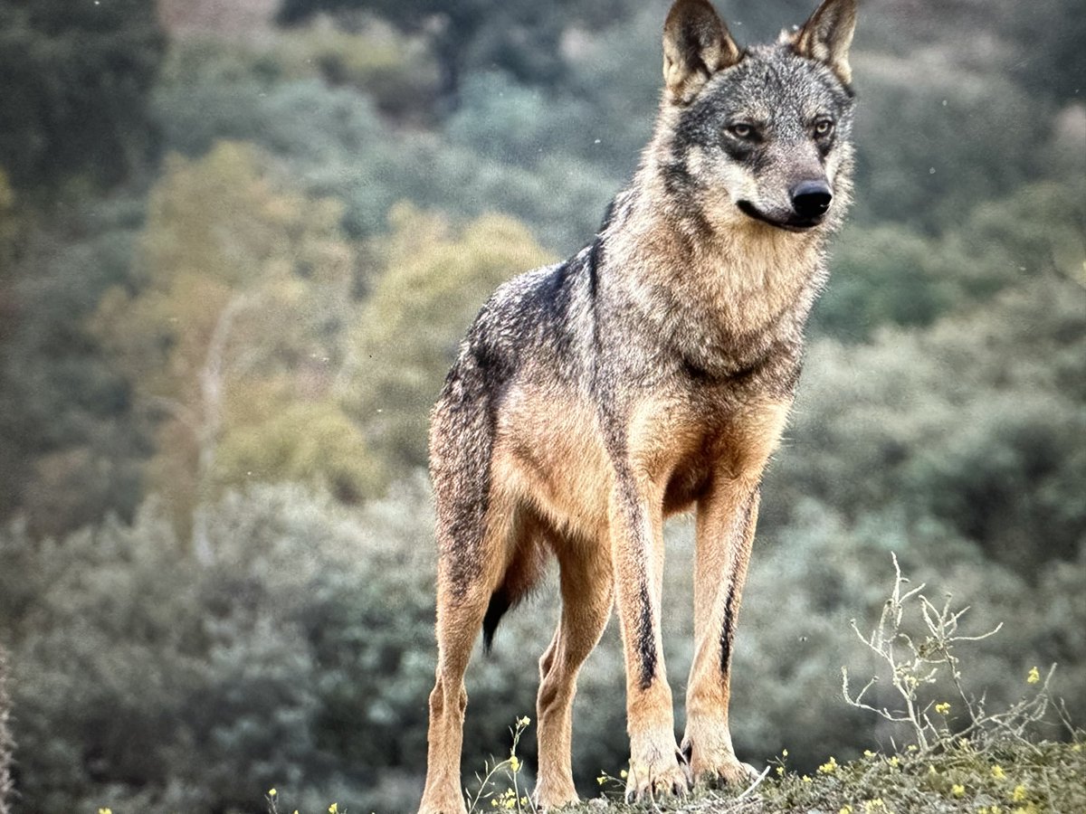 A recent study on #wolf management in #Spain explores how #wolfhunting actually increases #livestock predation rather than reducing it

linkedin.com/feed/update/ur…