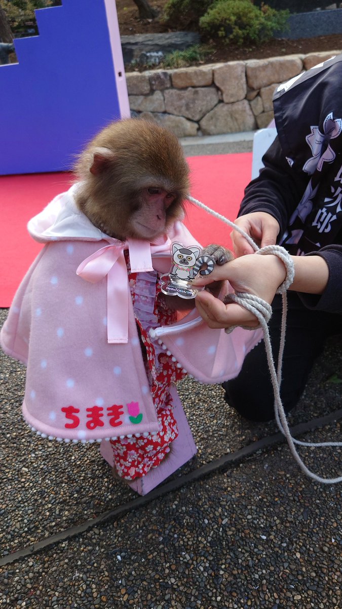 shino210805's tweet photo. 今日はOHANAさんのキャラクター、ハナちゃんとちまちゃん🐵のとこへお出掛けしてきました。
そしたら、ちまちゃん持ってくれました😊
ちょっと食べられそうになってたけど😆
@helloohana_ https://t.co/kodktGX95Z