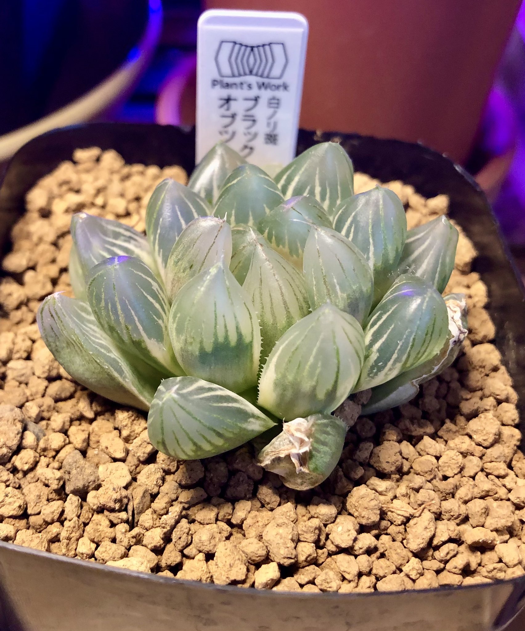 ☆☆白帝城錦＊ハオルチア＊錦☆☆ 多肉植物 ハオルチア 白帝城錦