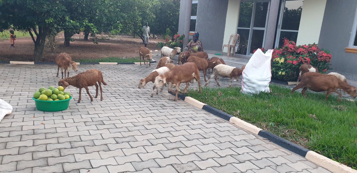 Mzee, HE the President,  dreams reality. Let's support his Vision through PDM anchored on Farmer Field Schools. <a href="/KagutaMuseveni/">Yoweri K Museveni</a> <a href="/Plaid_Museveni/">PA Yoweri Museveni</a> <a href="/StateHouseUg/">State House Uganda</a> <a href="/MAAIF_Uganda/">MAAIF 🇺🇬</a> <a href="/TAP_G20/">Tropical Agriculture Platform (TAP)</a> <a href="/NRMOnline/">NRM Party</a> <a href="/NRMyaNRA/">NRM:NRA</a> <a href="/narouganda/">NARO Uganda</a> <a href="/SAA_Uganda/">SAA Uganda</a>