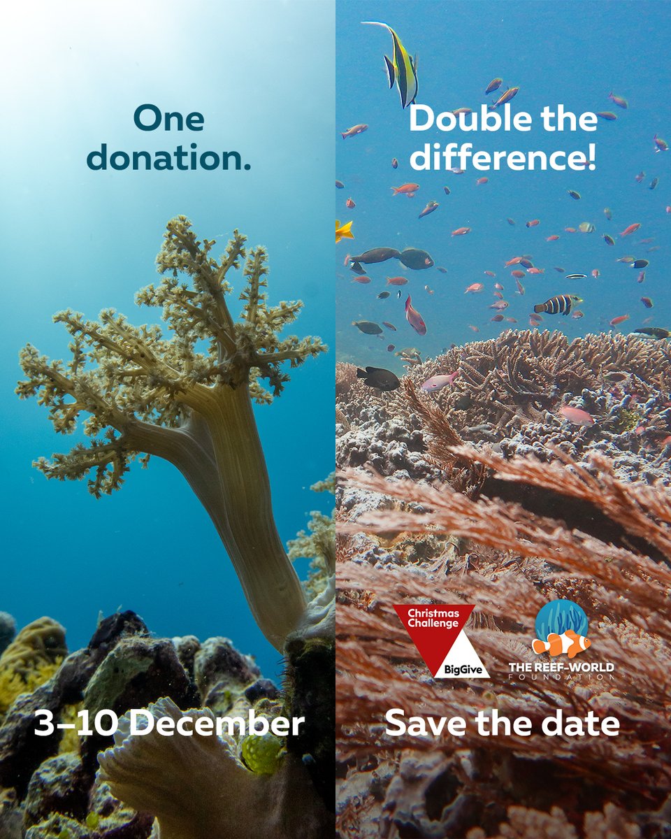 ✨ Excited for the festive season?

From 3–10 Dec, every donation made to our campaign via <a href="/BigGive/">Big Give</a> will be DOUBLED! Every donation will make double the difference in keeping coral reefs healthy. 

bit.ly/RWChristmasCha…

#ChristmasChallenge #GivingTuesday