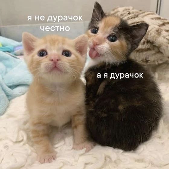 🐸жабья принцесса👑 (@kxiq7u7oc8nsgnc) on Twitter photo 