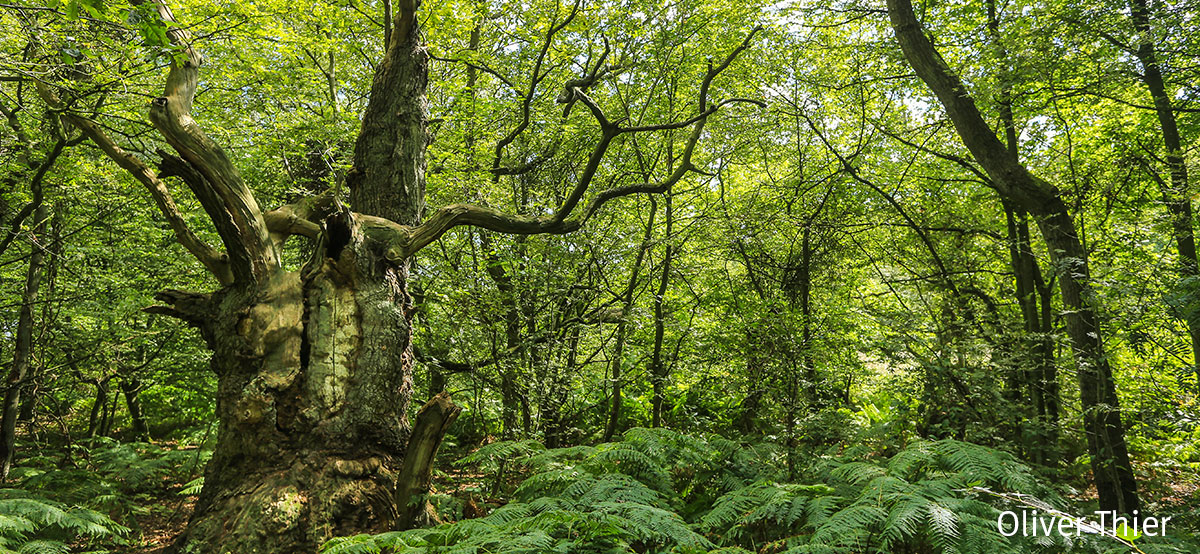 iDiv Biodiversity Research tweet media