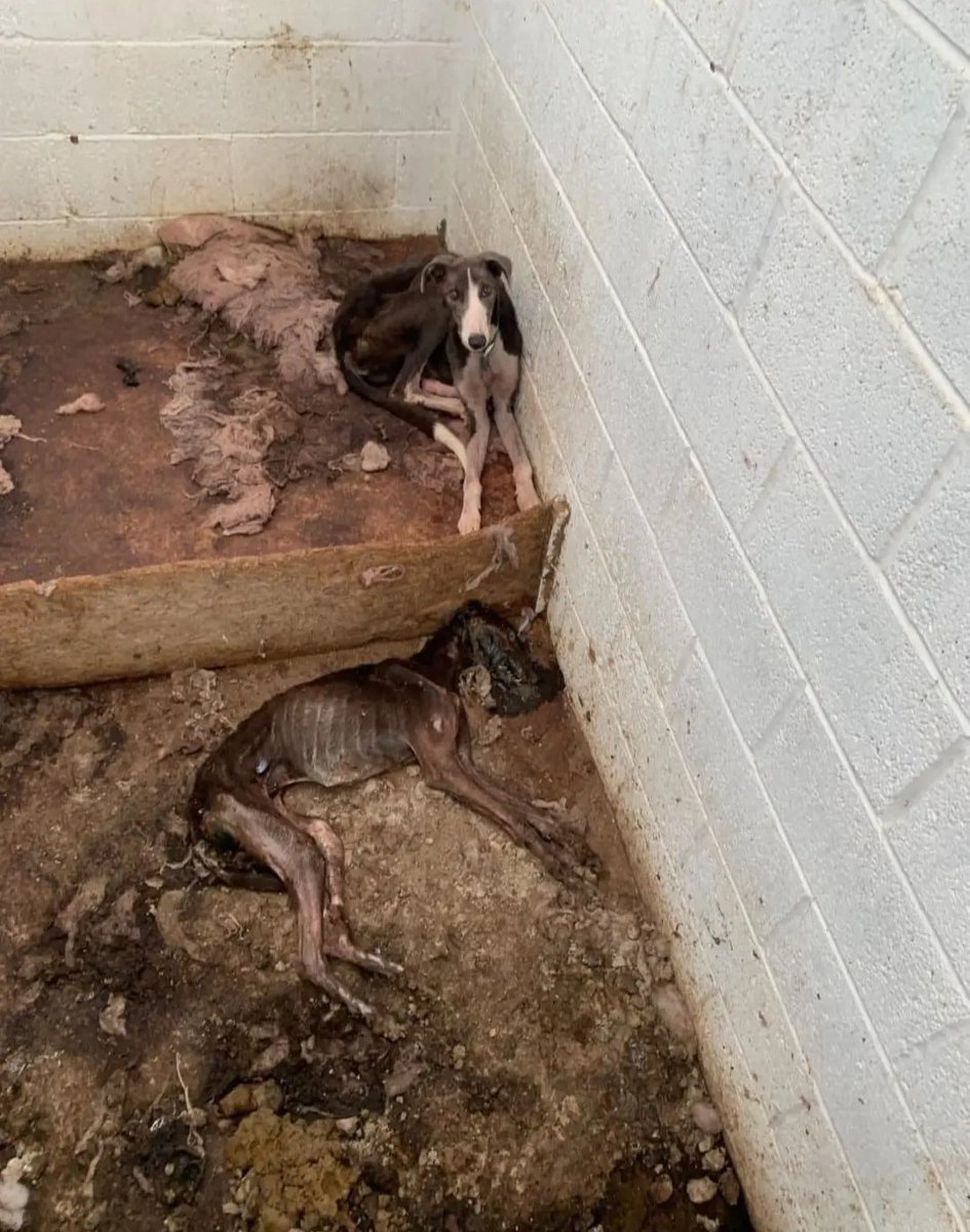Greyhound Action Ireland (@actiongrey1) on Twitter photo This is what rescue groups around this country are dealing with every day in the week. Greyhounds treated like dirt by the greyhound racing industry. The lrish state has to stop funding this misery. Make this an election issue. <a href="/SimonHarrisTD/">Simon Harris TD</a> <a href="/MichealMartinTD/">Micheál Martin</a> <a href="/MaryLouMcDonald/">Mary Lou McDonald</a> This is what rescue groups around this country are dealing with every day in the week. Greyhounds treated like dirt by the greyhound racing industry. The lrish state has to stop funding this misery. Make this an election issue. <a href="/SimonHarrisTD/">Simon Harris TD</a> <a href="/MichealMartinTD/">Micheál Martin</a> <a href="/MaryLouMcDonald/">Mary Lou McDonald</a>