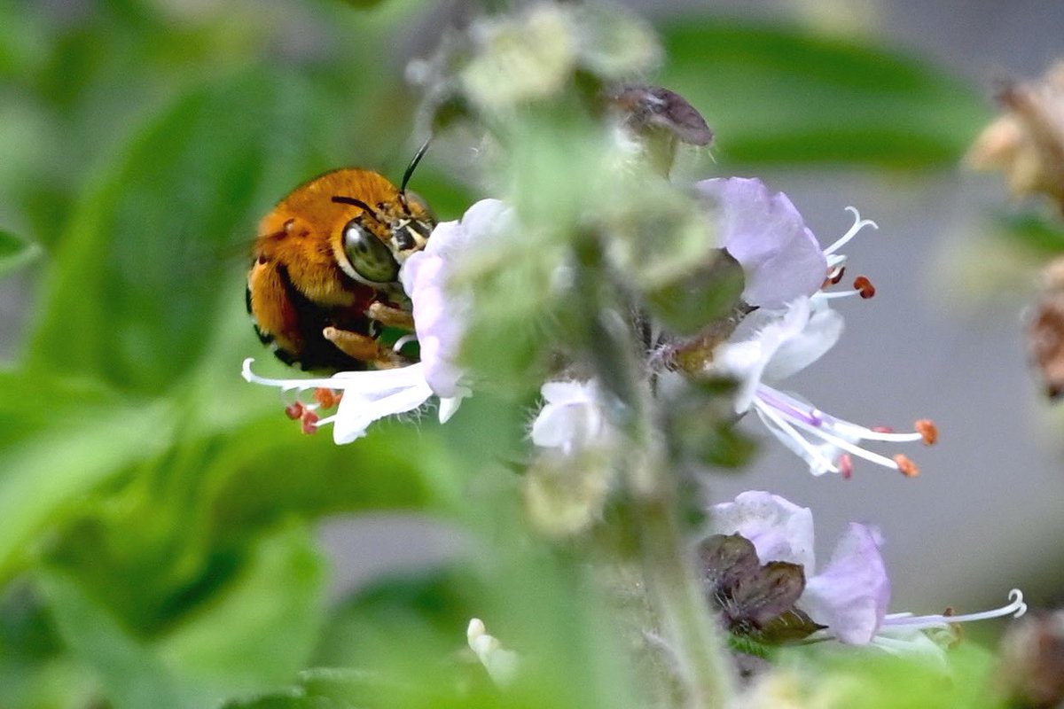 91DaysofSpring's tweet image. Eye contact 🔥💚👁️ #amegilla #bluebandedbee 🖤🩵#nosprayspring #inmygardentoday #springday79