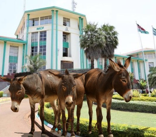 AtworiYa's tweet photo. Mmeamua kuachia Sudhi , Mulkomen na Madago  Moi Unibersity...😂 https://t.co/MQe3R02ulh