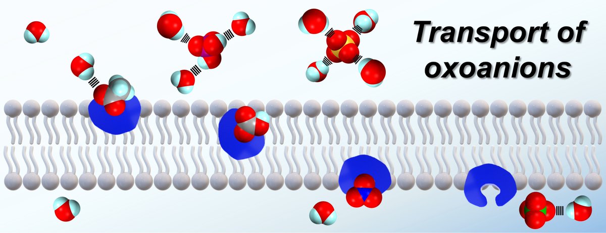 Hennie Valkenier (@hennievalkenier) on Twitter photo Now out in "Current Opinion in Chemical Biology" is our short review on Synthetic Transporters for Oxoanions, giving an overview of common trends and interesting deviations/achievements. Jointly written with postdocs <a href="/9karolis9/">Karolis Norvaiša</a> and <a href="/AaronTorresHue2/">Aaron Torres Huerta</a>. doi.org/10.1016/j.cbpa… Now out in "Current Opinion in Chemical Biology" is our short review on Synthetic Transporters for Oxoanions, giving an overview of common trends and interesting deviations/achievements. Jointly written with postdocs <a href="/9karolis9/">Karolis Norvaiša</a> and <a href="/AaronTorresHue2/">Aaron Torres Huerta</a>. doi.org/10.1016/j.cbpa…