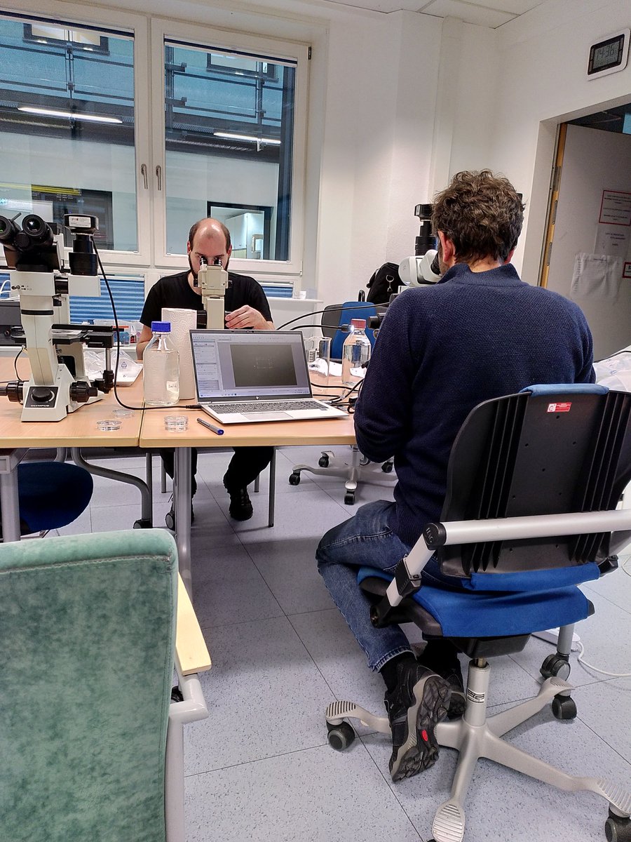 Huge thanks to Inka Bartsch &amp; Andreas Wagner <a href="/AWI_Media/">AWI Media</a> for the #kelp clonal gametophyte isolation workshop! 🙌 Great learning &amp; collaboration with colleagues from @NordUniversity, Polaralge, Kelpinor &amp; <a href="/NIBIO/">nubia betancourt</a>. Exciting times for #KELPRIME &amp; #DEFY projects! #Seaweed #research