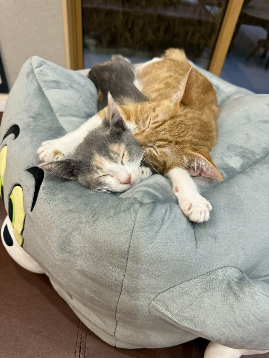 セブンのくじの、ラストワンのトムのクッション。 ゲットしてホント良かった… ペチャンコになるまで使ってくれ…！！！！