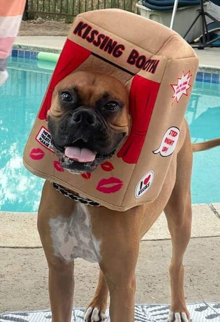 Real_boxerdog's tweet photo. Great photography! 🥰❤️ https://t.co/C2L4IYjfeb