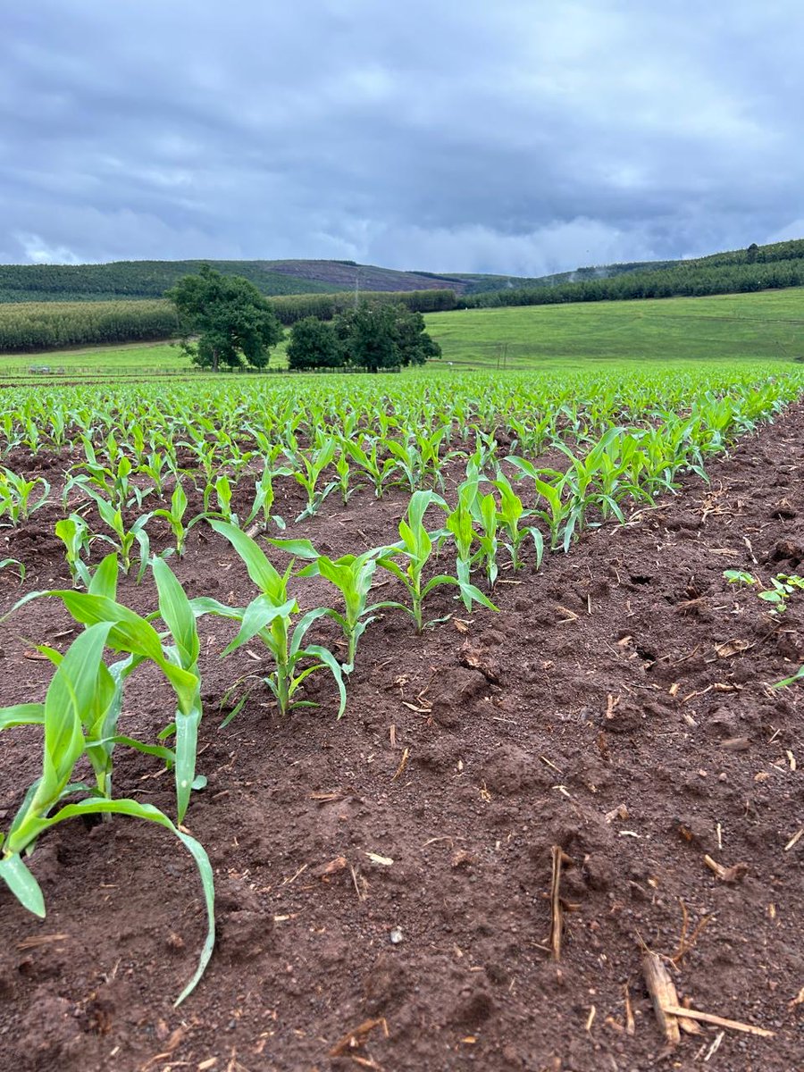 pioneerseedsa's tweet photo. Our P18380 trial growing tall after the much needed rain in KZN.​ P18380 is a new yellow maize cultivar for the Eastern production regions, that shows great yield potential and has strong agronomic characteristics.​

#PlantPioneer #PioneerSeedZA #WeAreSmartAgriculture https://t.co/dVcFT8IMCs