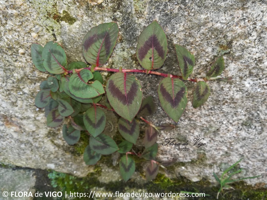 flora_vigo's tweet photo. Pexegueira de xardín (Persicaria capitata (Buch.-Ham. ex D.Don) H.Gross).
#Polygonaceae
#Vigo #Galicia https://t.co/y2eHvXw9d5