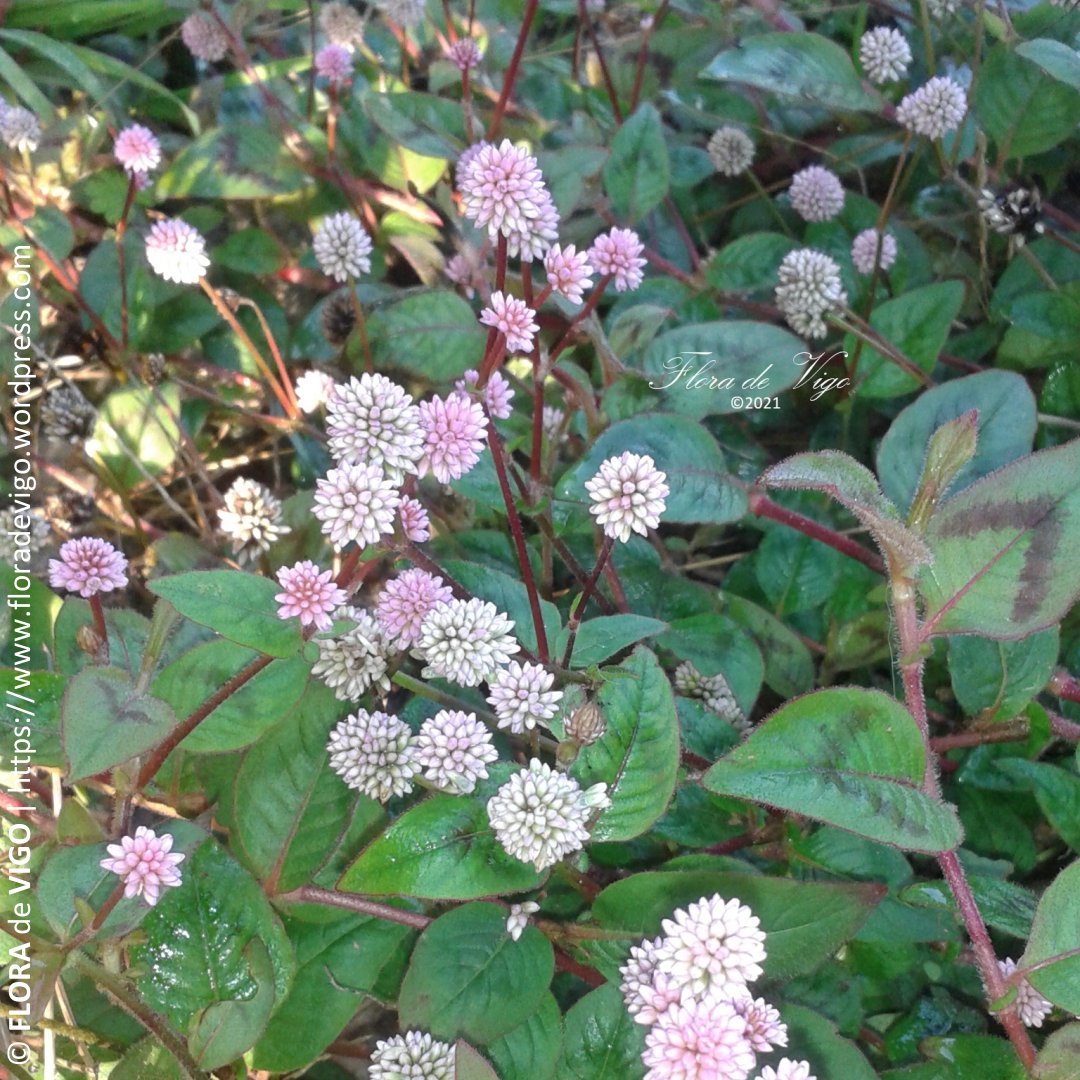 flora_vigo's tweet photo. Pexegueira de xardín (Persicaria capitata (Buch.-Ham. ex D.Don) H.Gross).
#Polygonaceae
#Vigo #Galicia https://t.co/y2eHvXw9d5