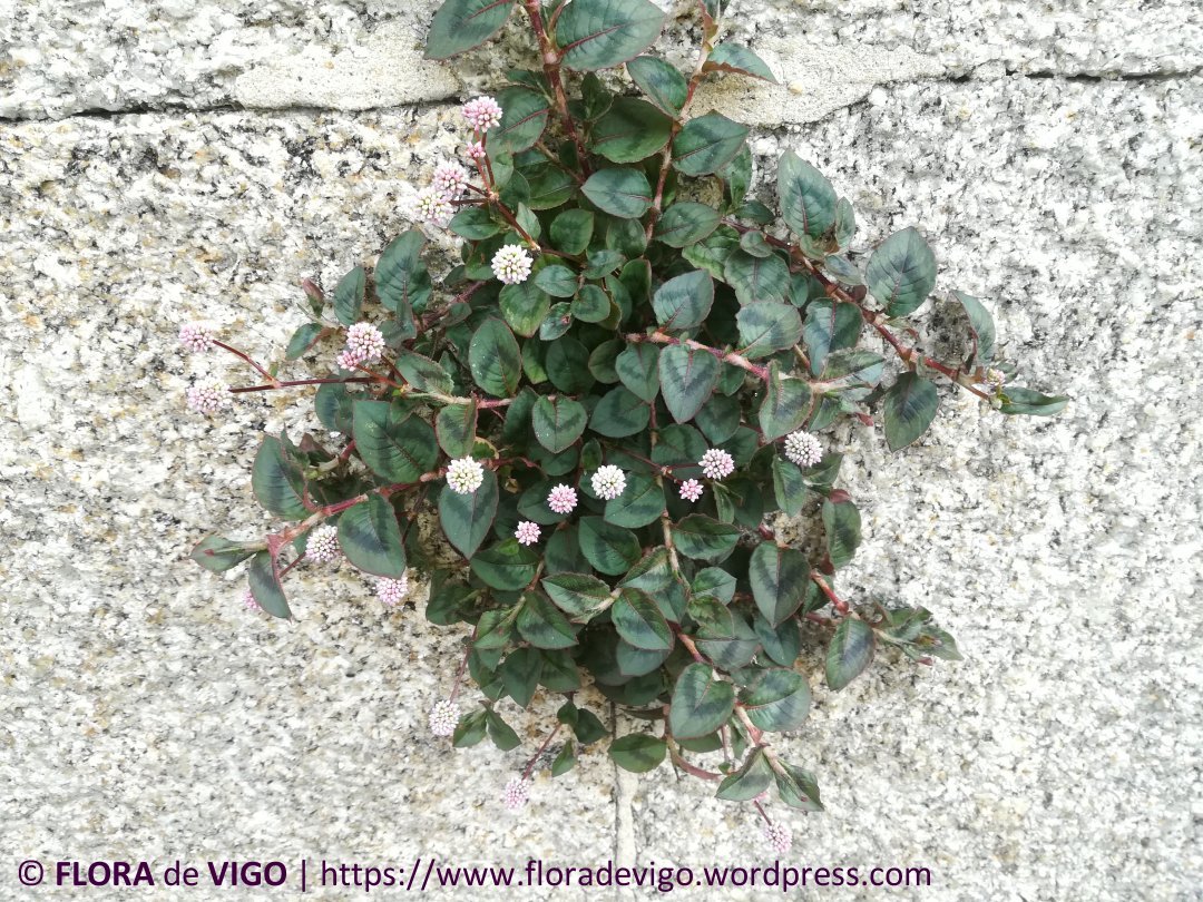 flora_vigo's tweet photo. Pexegueira de xardín (Persicaria capitata (Buch.-Ham. ex D.Don) H.Gross).
#Polygonaceae
#Vigo #Galicia https://t.co/y2eHvXw9d5