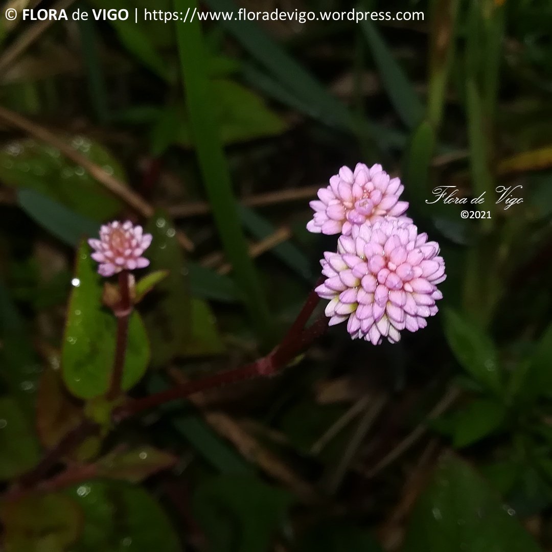flora_vigo's tweet photo. Pexegueira de xardín (Persicaria capitata (Buch.-Ham. ex D.Don) H.Gross).
#Polygonaceae
#Vigo #Galicia https://t.co/y2eHvXw9d5