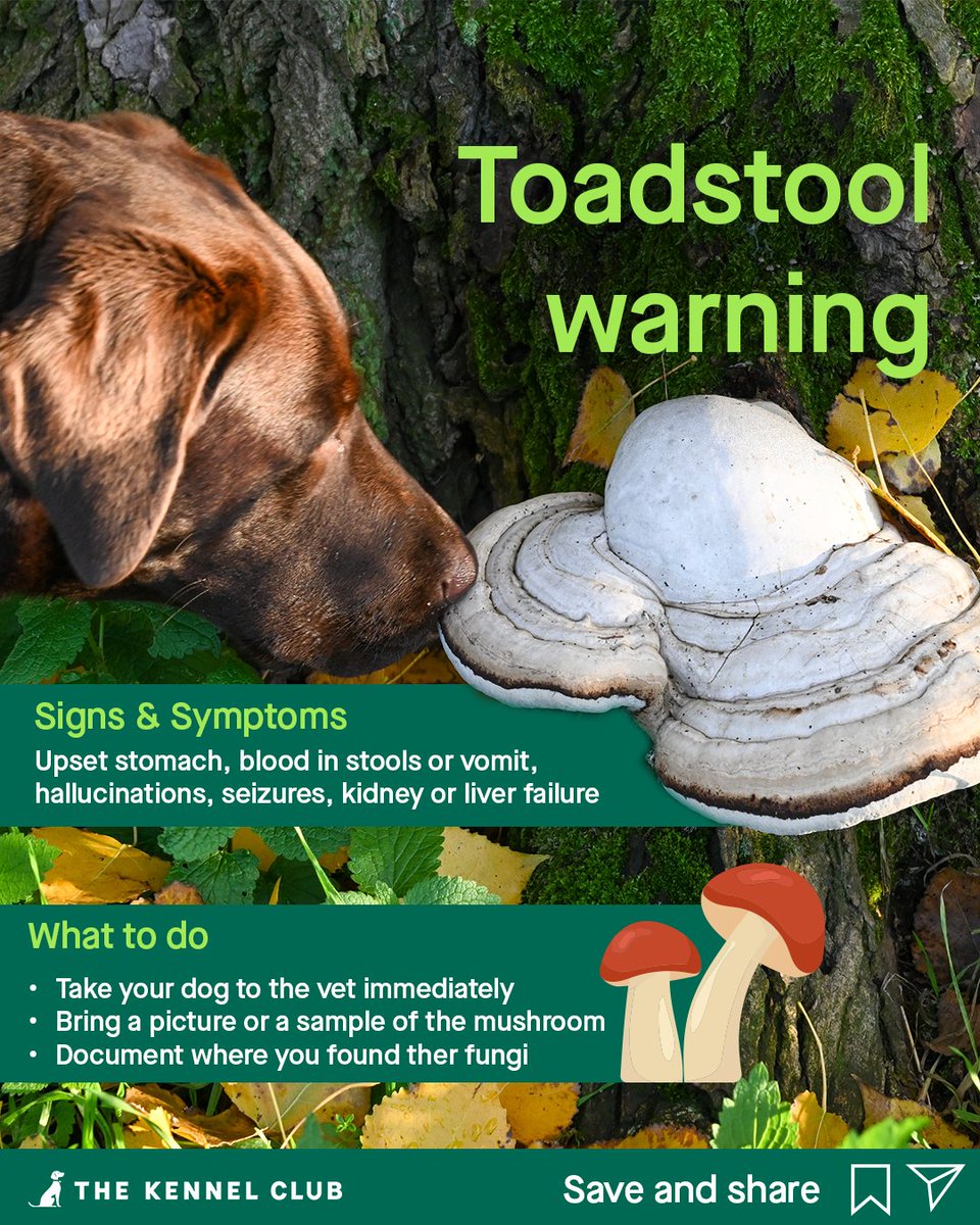 The Kennel Club tweet media