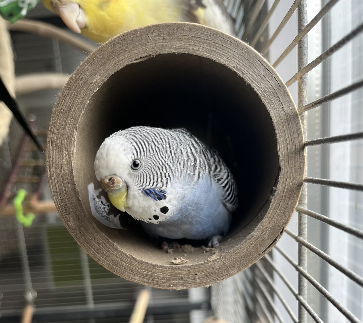 Maak plaats ‘Jenny from the Block’, hier komt ‘Suzie from the Buzie’ 🤣