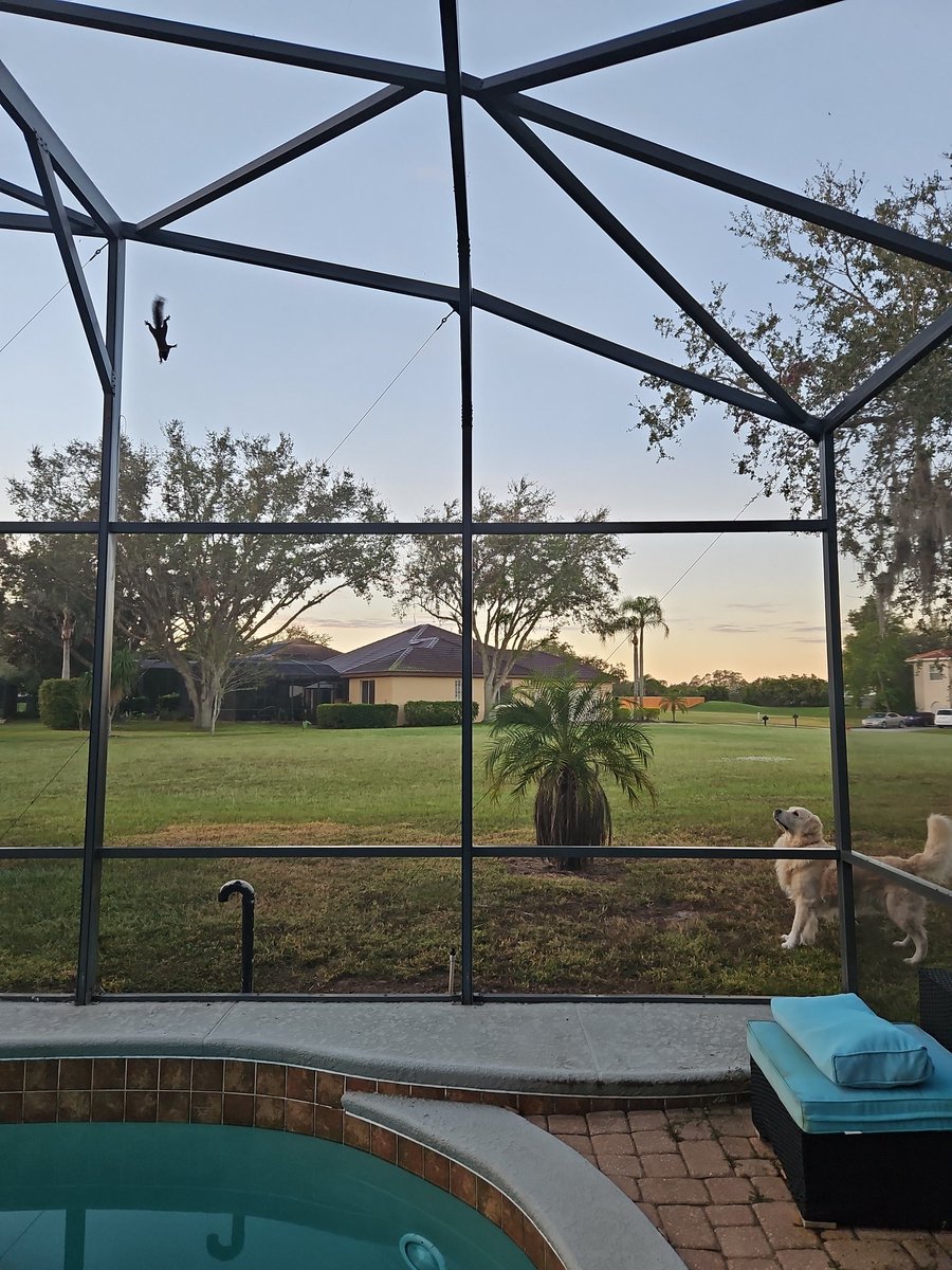 We may need remedial squirrel hunting 101.  When the squirrel is in the pool cage do not go out of the ppol cage to get it.