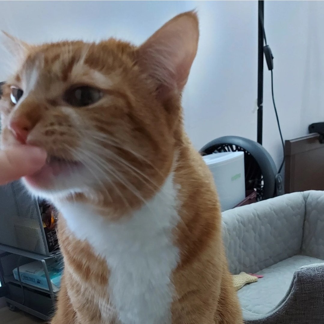 Cheddar the Cat 🐱 tweet media