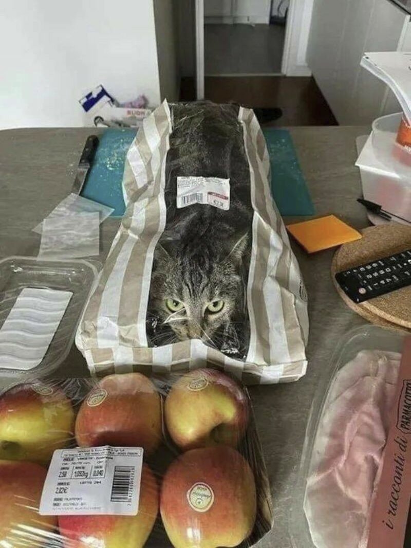 bei EDEKA waren frische Katzen im Angebot 😹😹