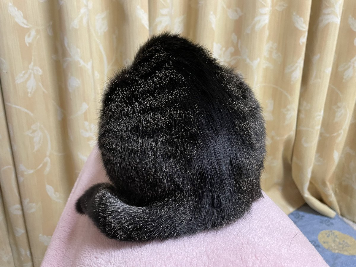 ツンデレ　チコちゃん tweet media