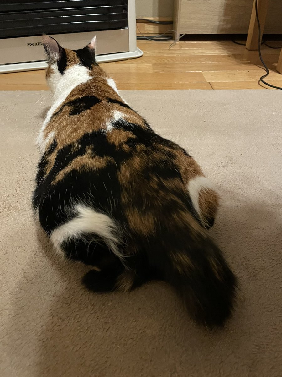 のっぺり猫尻