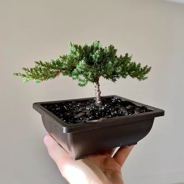 YugenBonsai's tweet photo. This juniper bonsai is super cute!
📸: lovelymiaxx
#Bonsai #BonsaiArt #BonsaiTreeCare #Gardening #BonsaiTechniques #TreeTrimming #RootPruning #WireTraining #YugenBonsai #BonsaiHistory #BonsaiCulture #PlantTraining #GardeningLove https://t.co/QvFm4kmSCx