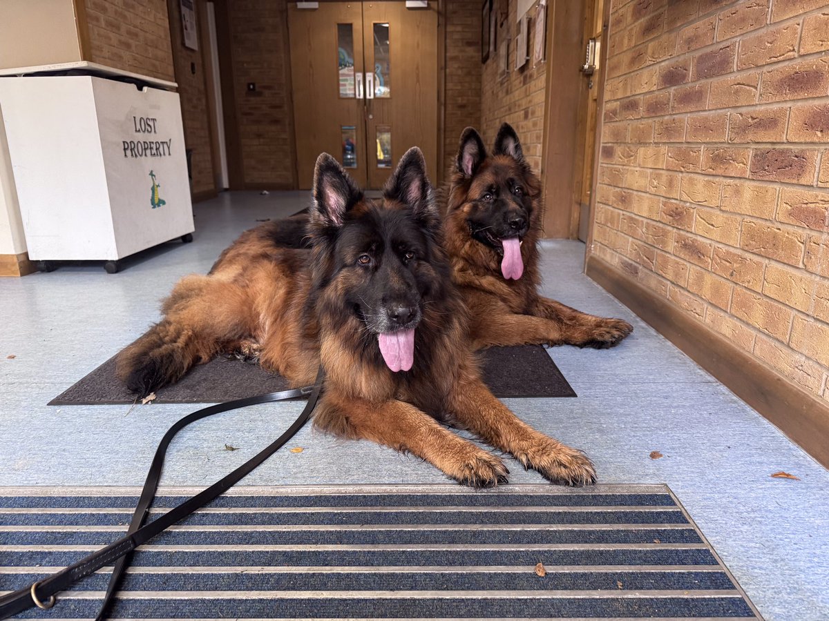 RayBates57's tweet photo. From non verbal/no eye contact to high fives and hugs in four years.
Never underestimate the power of a #Therapydog working with children. 
#autismawareness 
#Germanshepherd https://t.co/Livad2yKpU