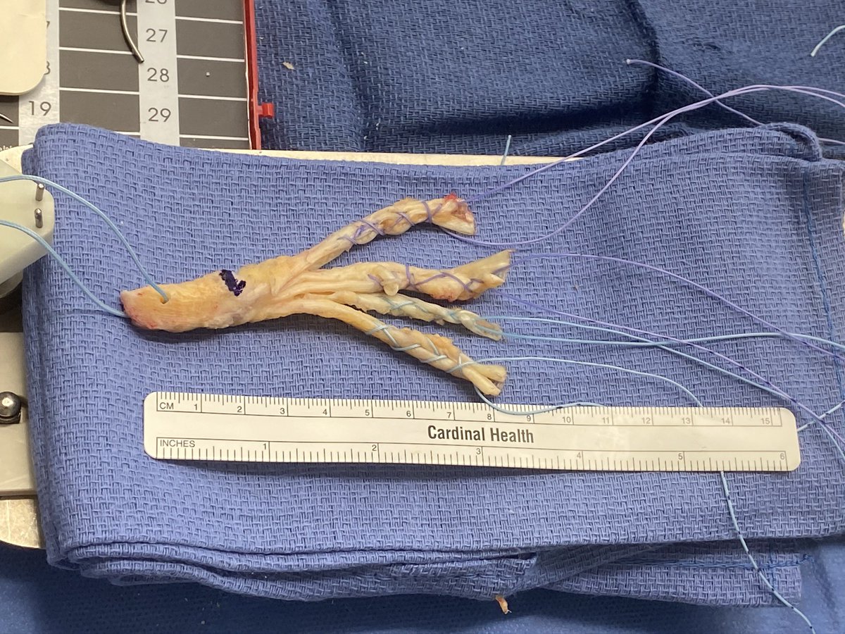 Quadrapus
