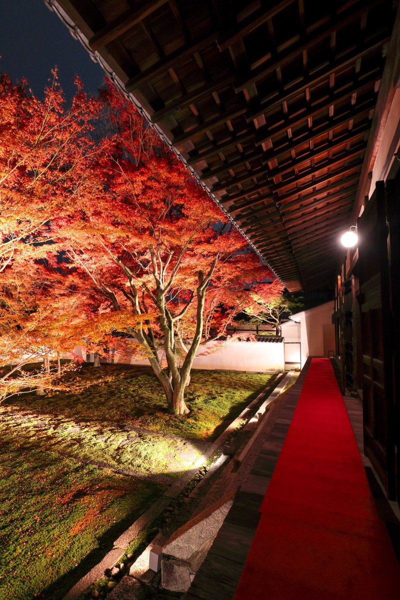 junichiro__t's tweet image. 静かに京都の紅葉を拝むなら西陣へ…
妙覚寺 法姿園の苔と紅葉の美しさ