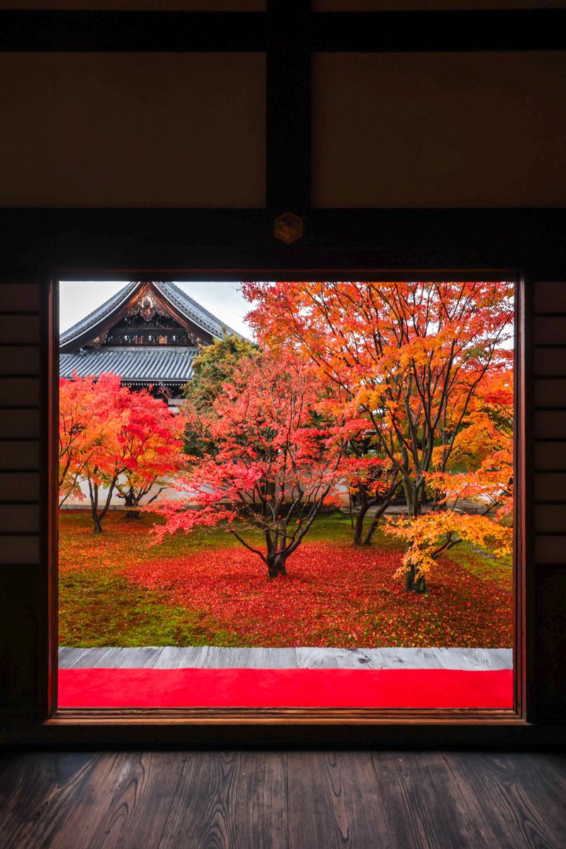 junichiro__t's tweet image. 静かに京都の紅葉を拝むなら西陣へ…
妙覚寺 法姿園の苔と紅葉の美しさ
