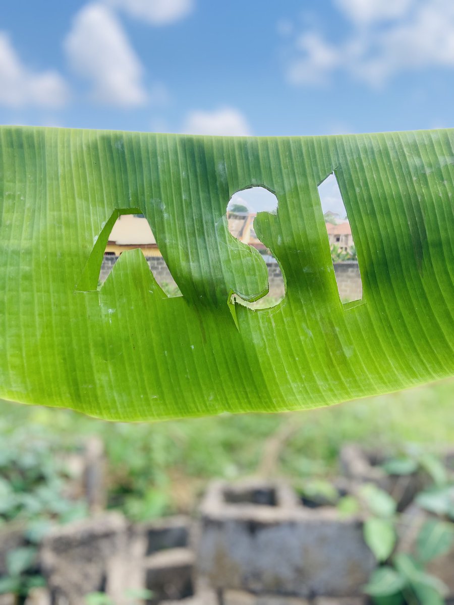 CJfrankie_13's tweet image. Let your environment inspire you—whether it’s casting it on a danfo bus writing  or blending it into the beauty of African landscapes. 🌞 @Snetafrica @SingularityNET @ASIAlliance_ @SNET_Ambassador #SingularityNet #ASIinAfrica — showcase your masterpiece 🎉🚀