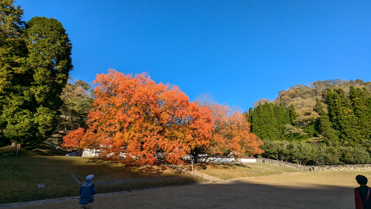 SunsetTommy's tweet photo. 24.11.18 Mon. やっと秋らしくなったと思ったら、もう今日は風が冷たい。でも秋晴れに誘われ、楷の木の紅葉？黄葉？を求めて閑谷学校へ。青空に映えてキレイでした(^^♪
＃旧閑谷学校 ＃備前市 ＃岡山県 ＃秋晴れ ＃史跡 ＃Bizen-city ＃Okayama-pref. ＃Japan ＃autumncolors https://t.co/WBGB64M5P1
