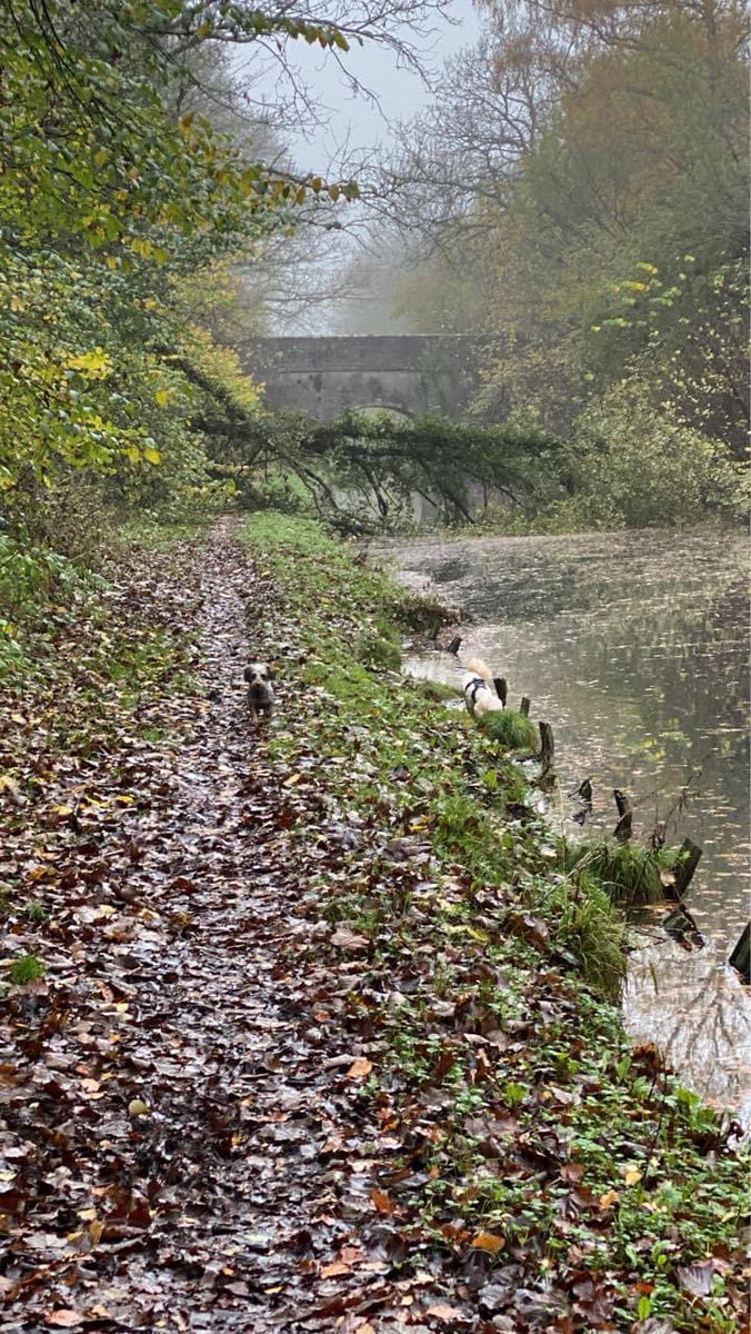 Cornish Meads tweet media