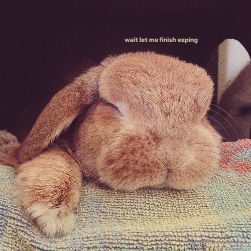 Bunnies (@bunnies) on Twitter photo 