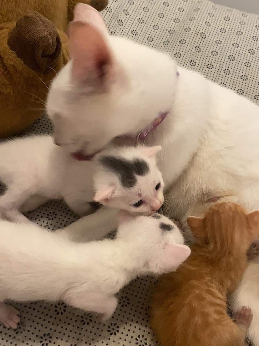 AnimalFW_TH's tweet image. ใช่ฮะ นี่คือเจ้าเหมียวที่เกิดมาพร้อมกับสัญลักษณ์ของความเป็นชาย คือแทบไม่ต้องเดาเลยว่าน้องเป็นตัวผู้แน่ๆ 😳🫠😶