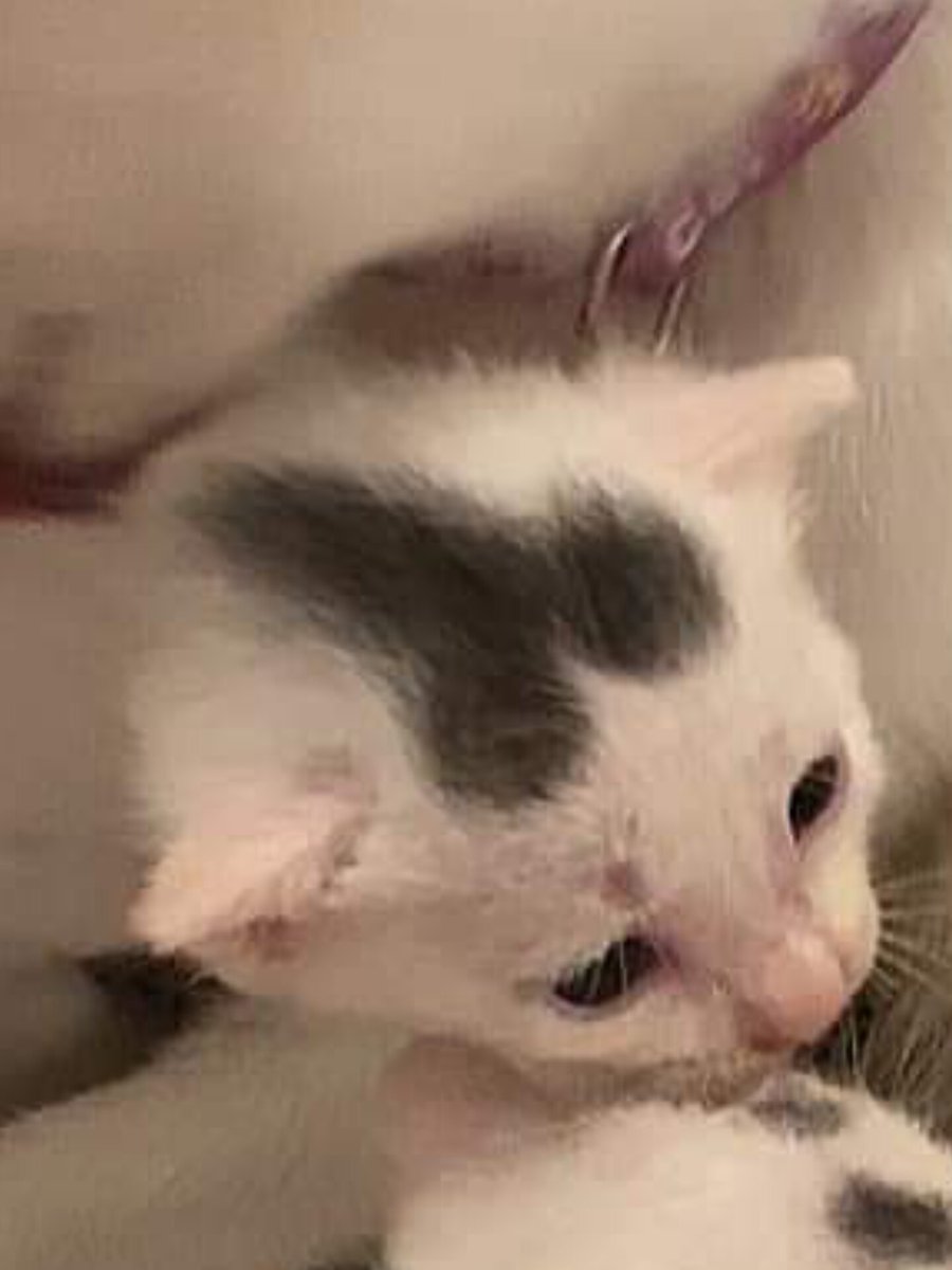 AnimalFW_TH's tweet image. ใช่ฮะ นี่คือเจ้าเหมียวที่เกิดมาพร้อมกับสัญลักษณ์ของความเป็นชาย คือแทบไม่ต้องเดาเลยว่าน้องเป็นตัวผู้แน่ๆ 😳🫠😶