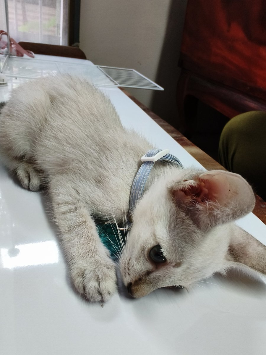 CABBAGE🥬 tweet media