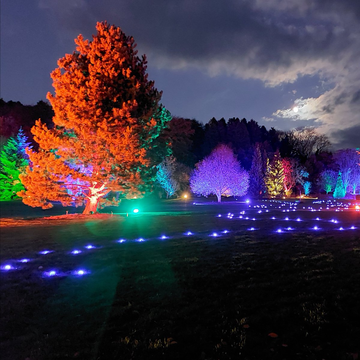 RHS_Rosemoor's tweet image. 🌟Our amazing #RHSGlow with the longest route yet into the arboretum returns this weekend 22-23 Nov. If you're quick you can nab yourself off-peak tickets for Fri, then the next &amp;amp; last off-peak night is 12 Dec✨ 
rhs.org.uk/gardens/rosemo… 
#visitdevon #visitexeter @ExmoorMagazine