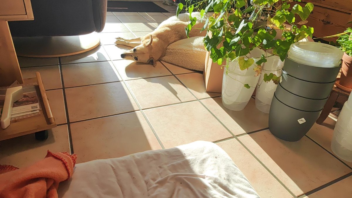 Heute in der Edition: 

"Schmelzender Hund" 🤭