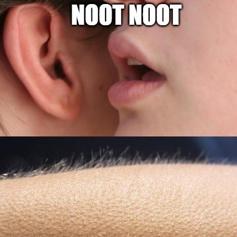 Pesky Penguins tweet media