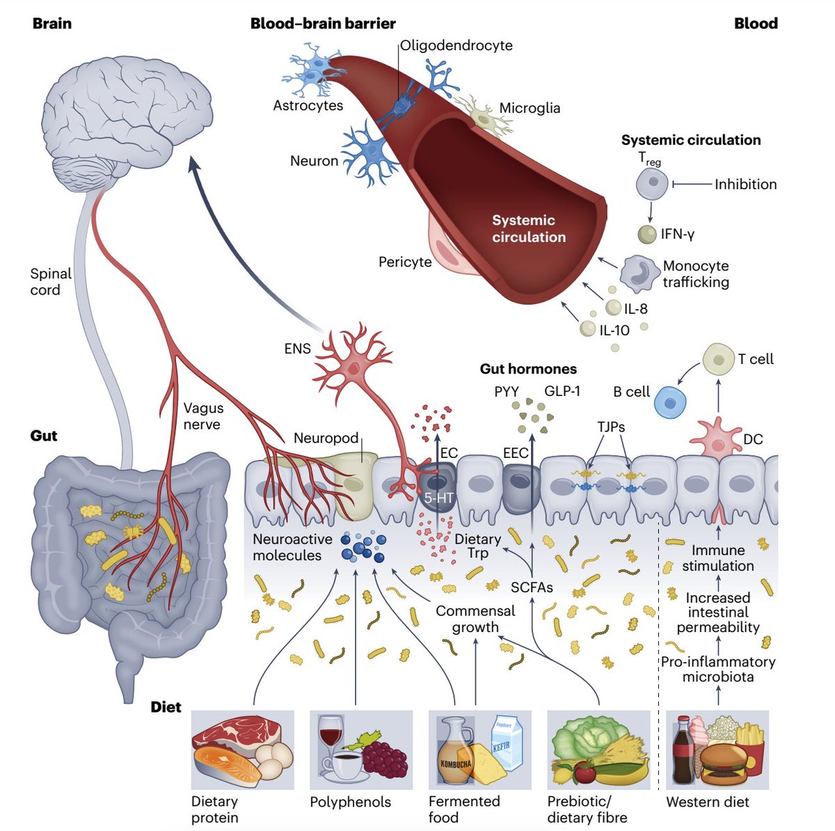 Leigh A. Frame 🍎🥕🍋🥦🍇 (@phd_leigh) on Twitter photo 🧬Feeding the Gut to Fuel the Brain 🧠 An in-depth review in <a href="/NatMetabolism/">Nature Metabolism</a> uncovers how the diet-microbiota-gut-brain axis influences brain health, linking dietary habits with cognitive and emotional well-being through gut-brain communication. 🌱
📖 Highlights
• Poor diets may 🧬Feeding the Gut to Fuel the Brain 🧠 An in-depth review in <a href="/NatMetabolism/">Nature Metabolism</a> uncovers how the diet-microbiota-gut-brain axis influences brain health, linking dietary habits with cognitive and emotional well-being through gut-brain communication. 🌱
📖 Highlights
• Poor diets may