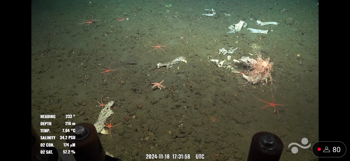 The Unknown Explorer (@tuexplorer1) on Twitter photo They found some critters bones with a jaw and tooth! Collecting, of course.
<a href="/SchmidtOcean/">Schmidt Ocean</a> dive 756 #ChileMargin2024 They found some critters bones with a jaw and tooth! Collecting, of course.
<a href="/SchmidtOcean/">Schmidt Ocean</a> dive 756 #ChileMargin2024