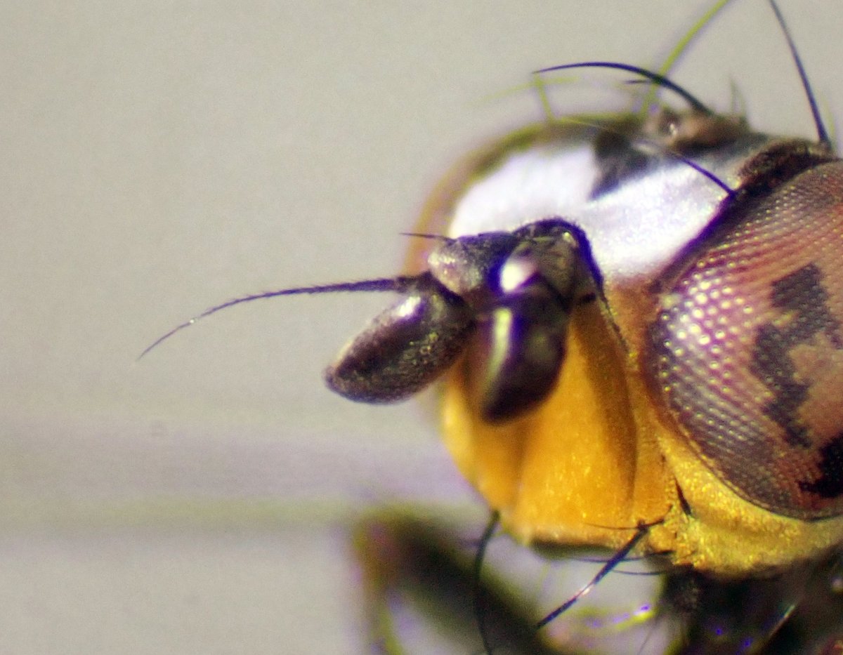 Steven Falk tweet media