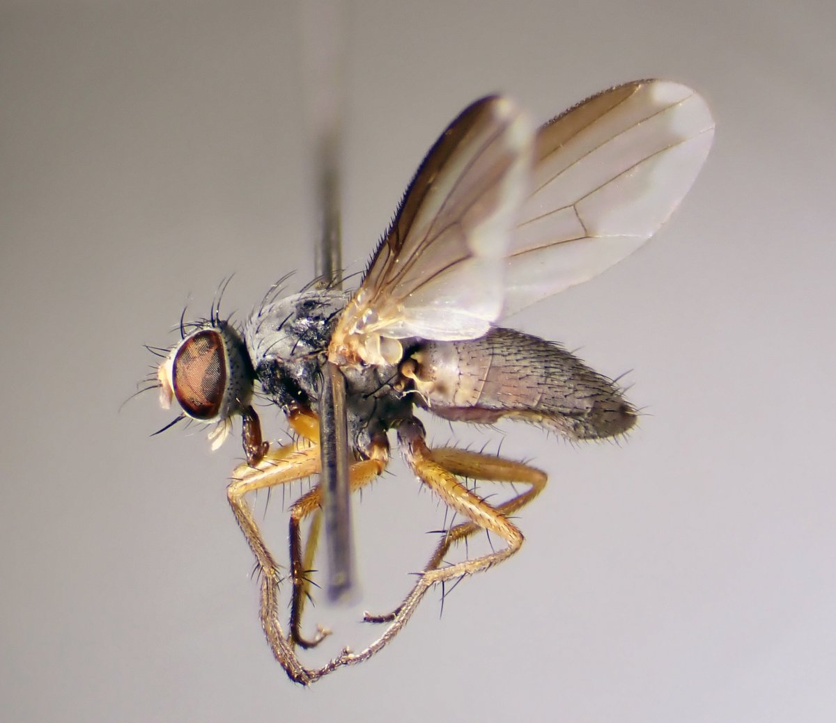 Steven Falk tweet media