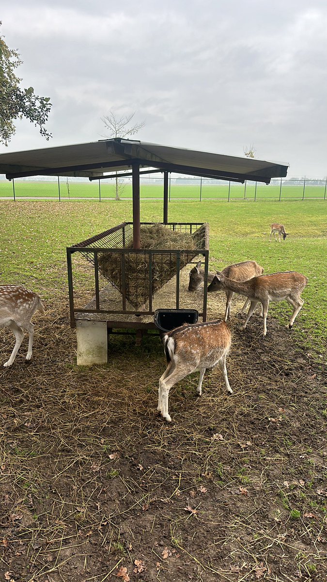 En ze vinden het prachtig hun nieuwe voerrek💪🏻💪🏻