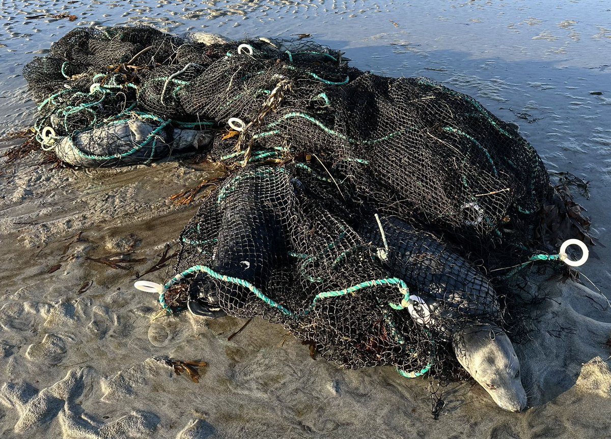 I was greeted by this grim sight when I arrived at Loch Paible today. This lost/discarded fishing net had five dead baby seals entangled in it. It’s so sad that this has had such tragic consequences.