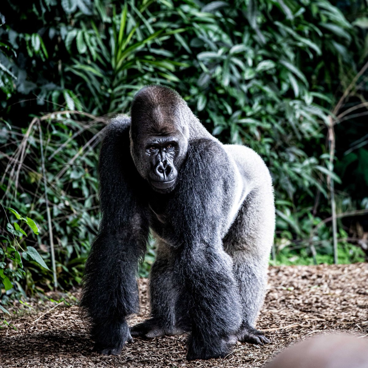 The Toronto Zoo tweet media