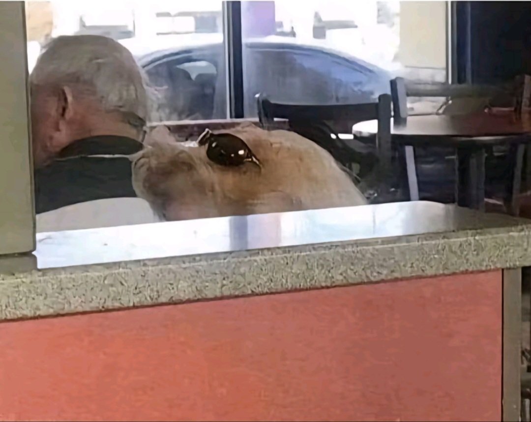 La super lune du castor à fait des dégâts, j'ai cru voir un phoque avec des lunettes 🥲